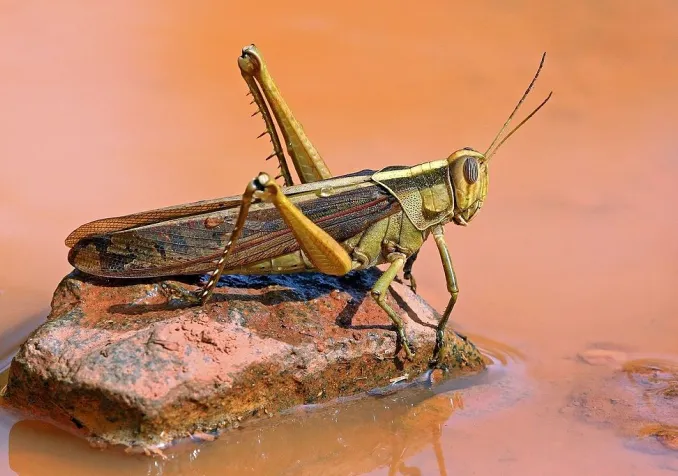 ©Wikimedia Commons / Charles J Sharp / CC BY-SA 4.0