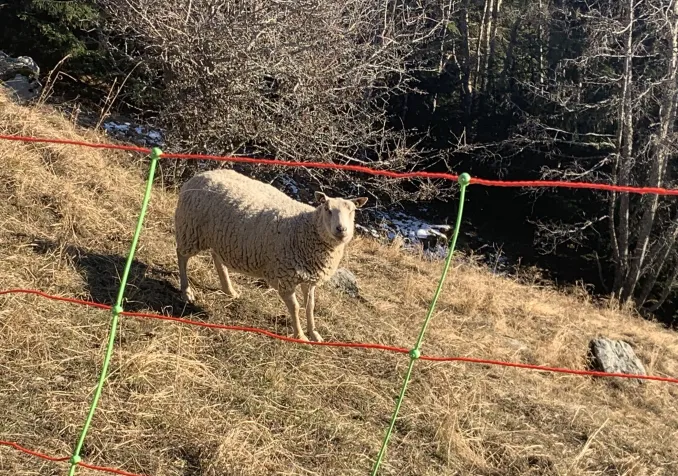 Grillage en liberté 