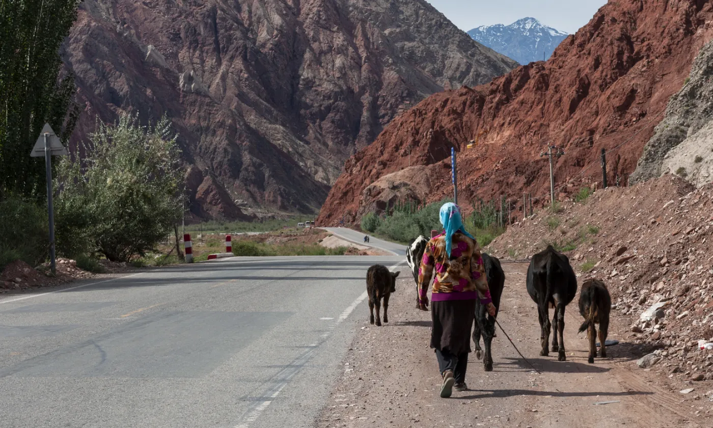 Une femme conduisant des vaches le long de la route de Karakorum, qui relie la région du Xinjiang en Chine au Pakistan. Photo prise en 2012. © iStock/Tiago_Fernandez