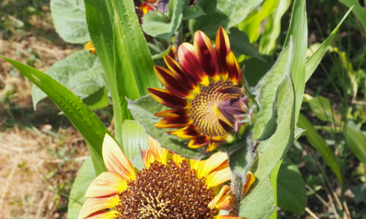 Les premiers tournesols du jardin d’Eglise, à la cure de Corcelles près de Payerne. © Amaury Charras