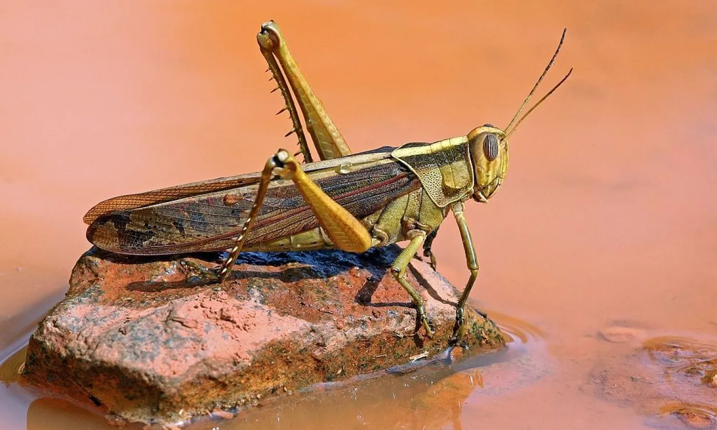 ©Wikimedia Commons / Charles J Sharp / CC BY-SA 4.0