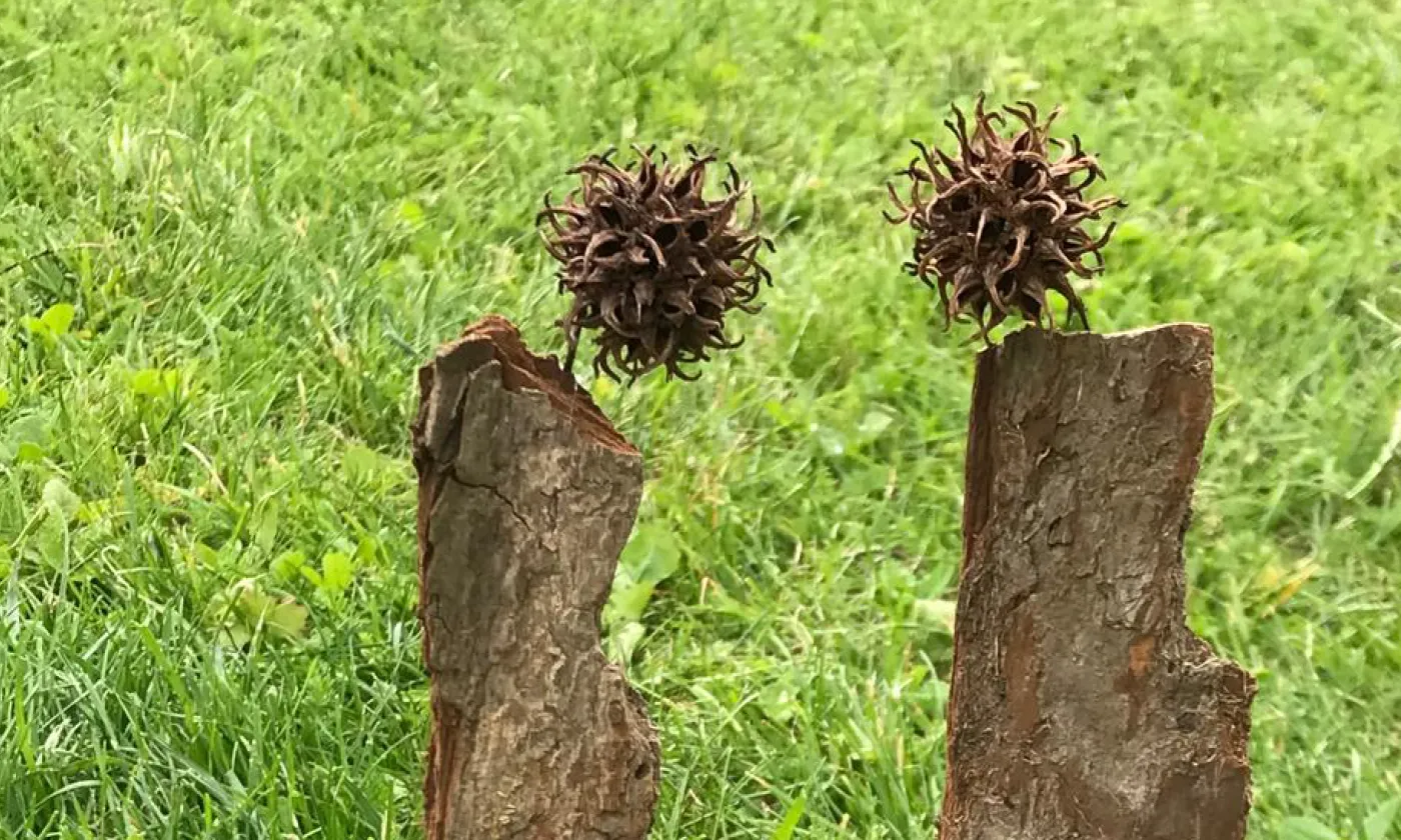Stage Couple Imago - Créer et cultiver un lien épanouissant