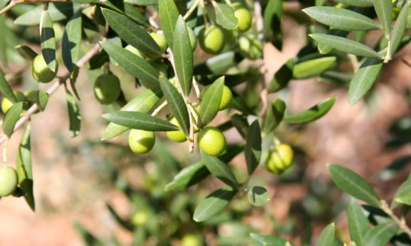 Oliviers - arton5833-1fde1